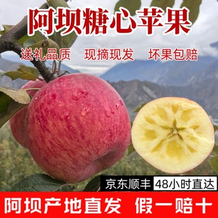 阿坝州高原苹果汶川茂县理县九寨沟小金冰糖心苹果甘孜州康定泸定