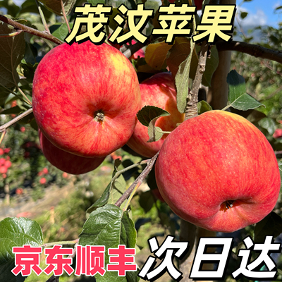 阿坝州高原苹果汶川茂县理县九寨沟小金糖心苹果四姑娘山小王子甜
