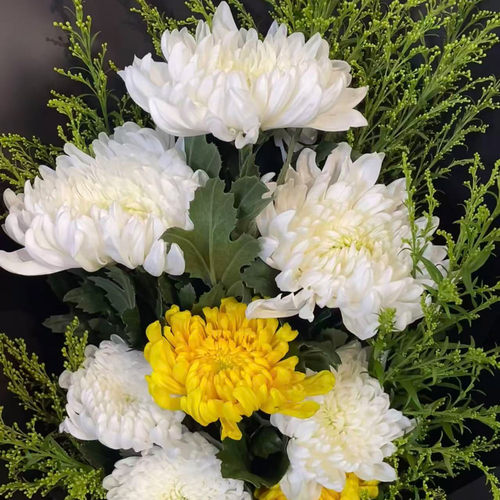 菊花鲜花新鲜白菊黄菊鲜切现摘现发江苏基地直发花苞花头批发包邮