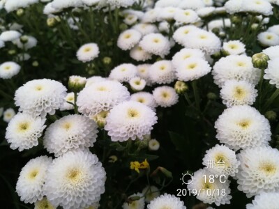 绿色带花四季雏菊盆栽小苗包邮