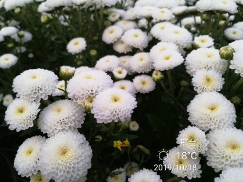 绿色带花四季雏菊盆栽小苗包邮