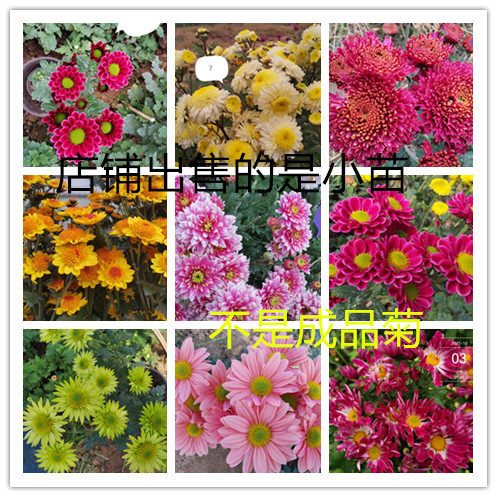 小雏菊客厅书房雏菊盆栽鲜花