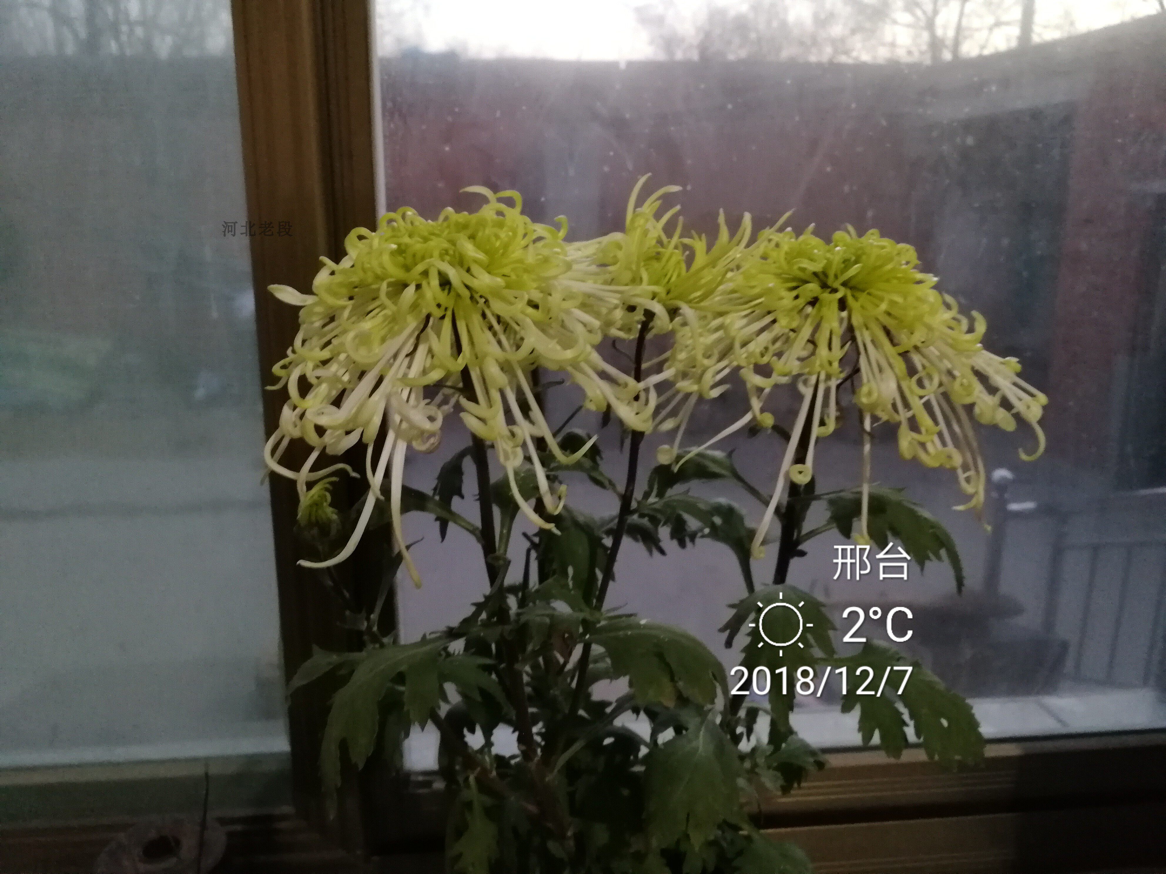 盘龙碧玉菊花苗包成活盆栽带花苞菊九月菊小雏菊千苗植新品包对版