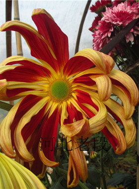 帅旗草本花卉绿色盆栽传统名菊包成活对版美人苗绿植阳台客厅菊花