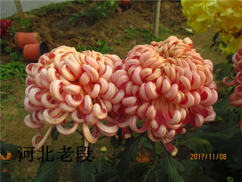 沉香新品包活小苗大菊四季菊花苗