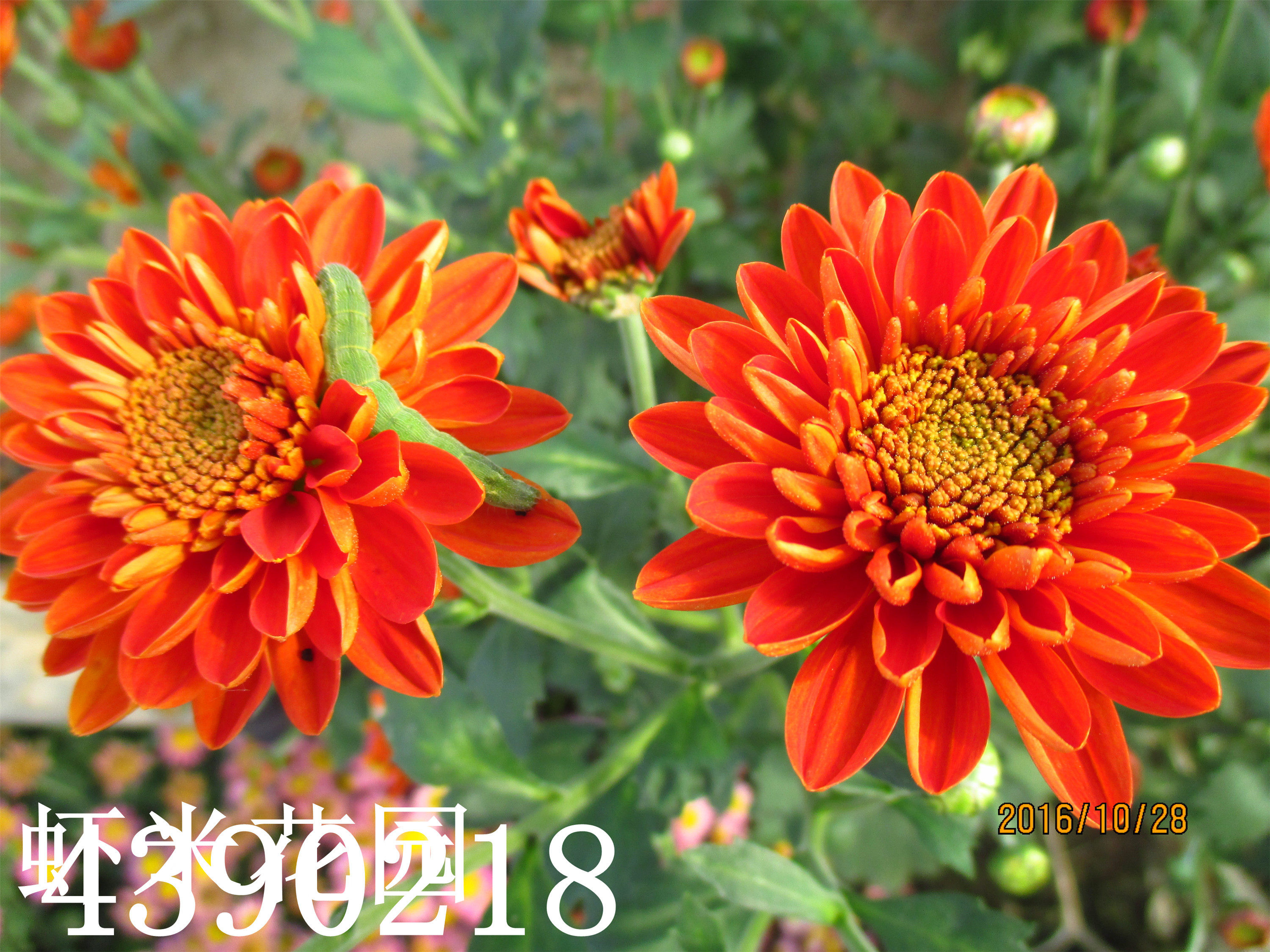 状元红阳台菊花盆栽室外盆栽鲜花盆栽花卉绿植盆栽小雏菊多头菊