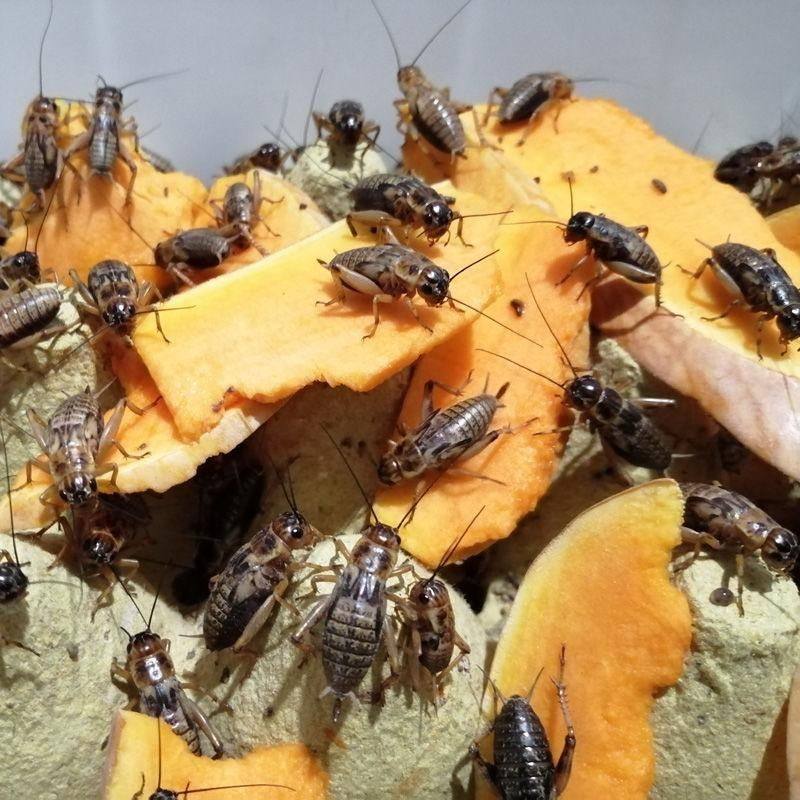 油葫芦蟋蟀活体饲料守宫龙鱼守宫鬃狮蜥鸟龟
