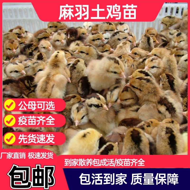 麻羽土鸡苗活体青脚麻鸡活苗笨鸡草鸡小鸡苗活体厂家直销包活