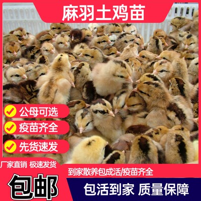 麻羽土鸡苗活体青脚麻鸡活苗笨鸡草鸡小鸡苗活体厂家直销包活