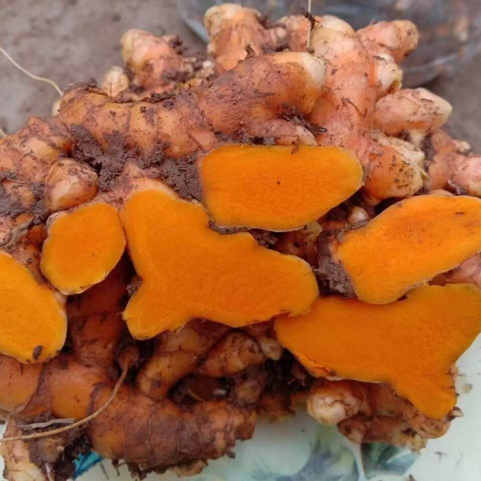 新鲜小黄姜咖喱用煲汤染色