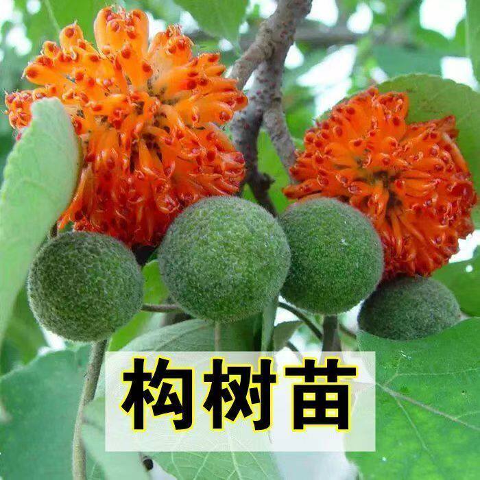 新鲜采摘野生构树果楮桃果构果构树楮实子假杨梅青果楮树果包邮