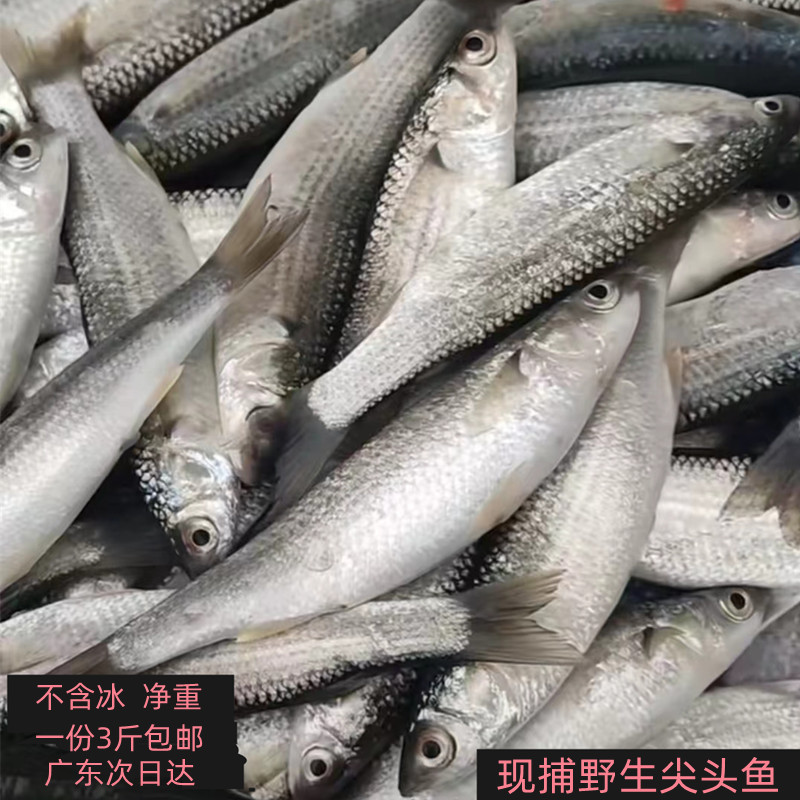 新鲜尖头鱼青玄白炫鱼乌鯔碰头鱼虫鱼广东深南海现捕海钓冷冻小鱼
