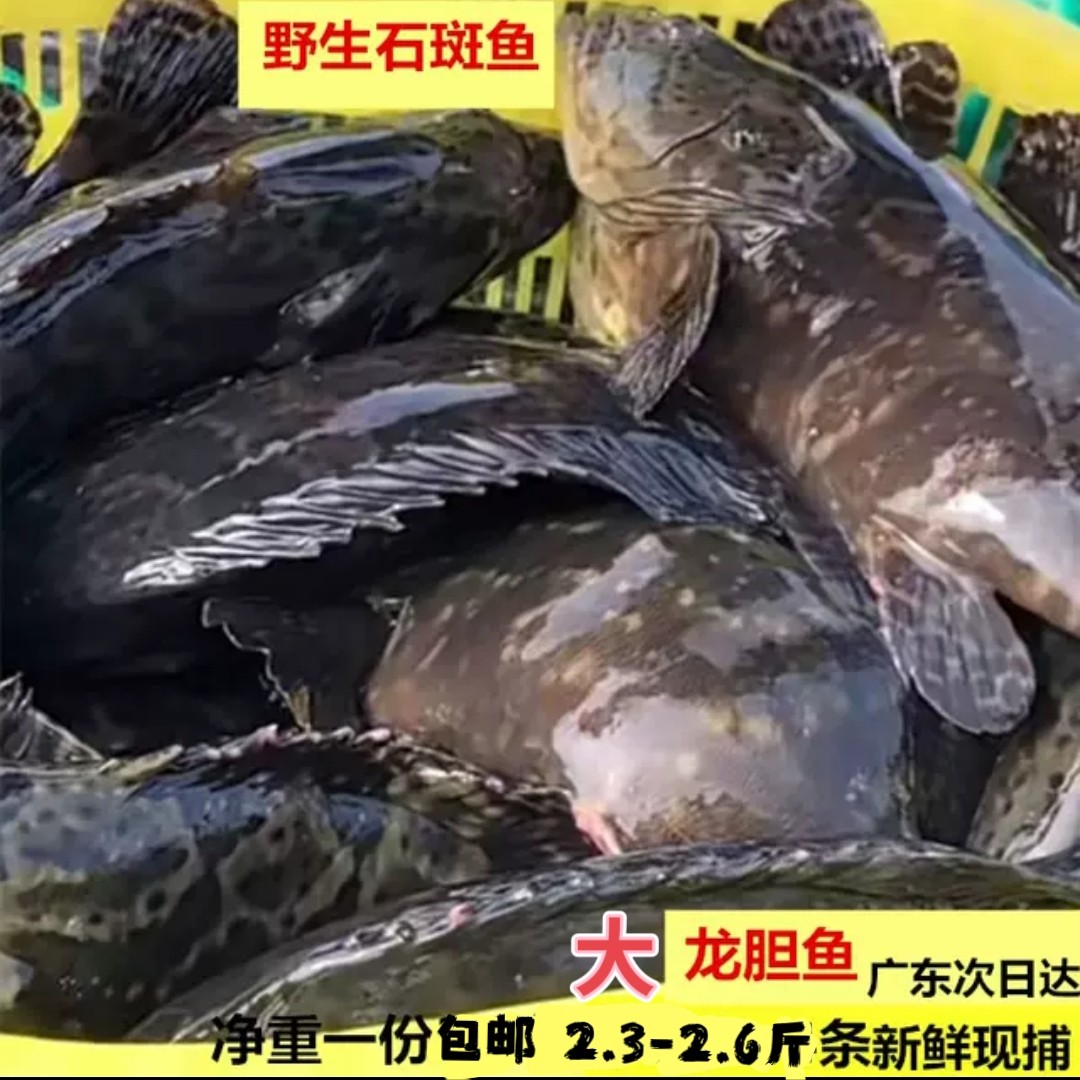 现捕海钓新鲜石斑鱼本港海水产鲜活冷冻龙胆鱼3斤包邮南海广东