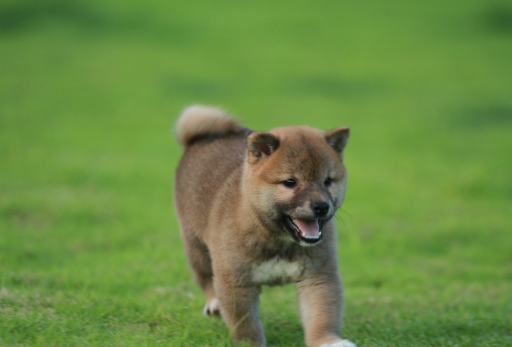 犬瘟细小包一岁双血统带出生证明芯片 日本柴犬6dd实体犬舍送寄养