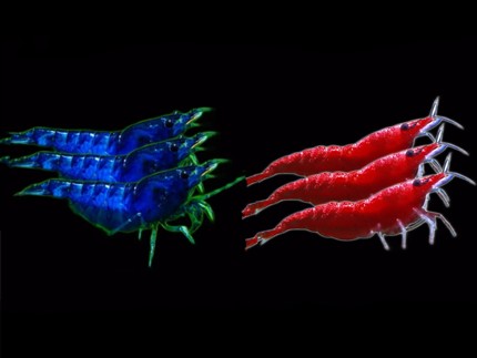 观赏米虾蓝宝石米虾极火米虾套餐皮实耐造淡水除藻净水宠物纯血统