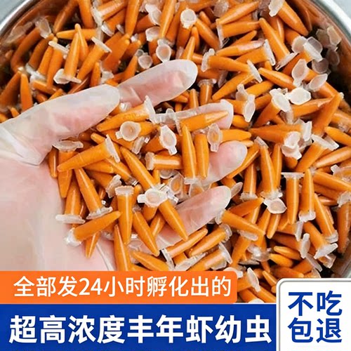 丰年虾幼虫鱼观赏鱼水母虾卵