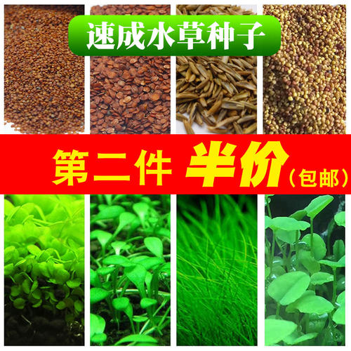 小对叶牛毛增氧懒人缸水草