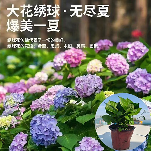 无尽夏绣球花苗盆栽耐寒好养