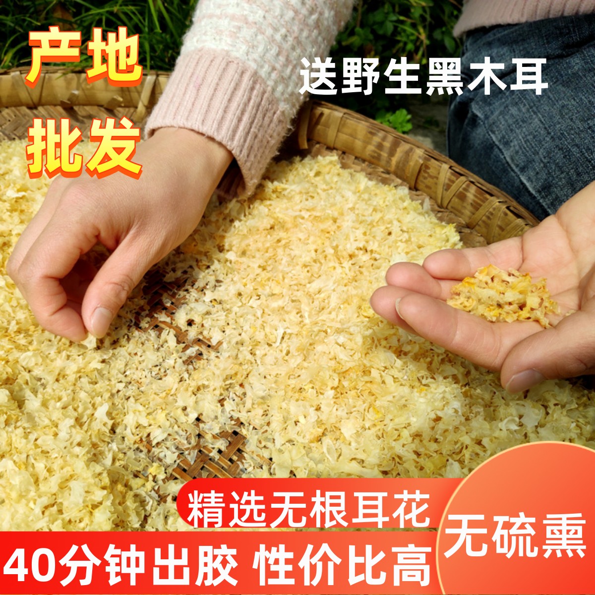 椴木仿野生小碎银耳无硫多胶软糯