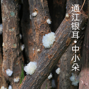 正宗通江陈河椴木野生银耳雪耳白木耳干货糯孕妇小孩非本草中小朵
