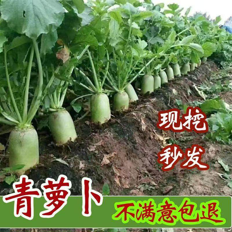 现挖现发河南新鲜萝卜沙窝萝卜白萝卜特甜脆绿皮罗卜非水果萝卜