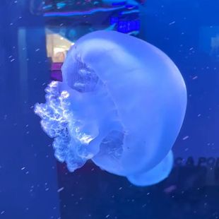 炮弹水母蓝色煎蛋黄彩色果冻观赏海水宠物海洋生物巴布亚赤月家养