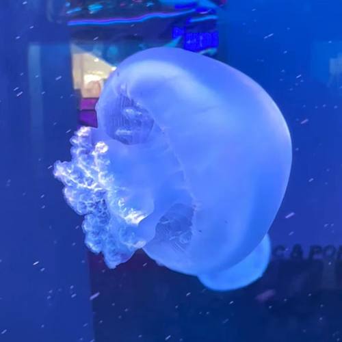 炮弹水母彩色果冻观赏海水宠物