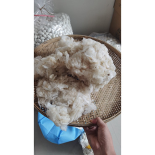 桑蚕蚕茧浮毛吐丝结茧前的乱丝,外层皮毛入药
