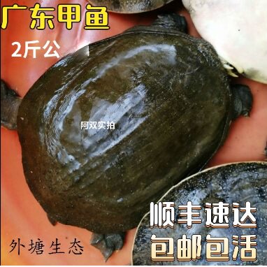 鲜活外塘甲鱼公鳖食用水产包邮