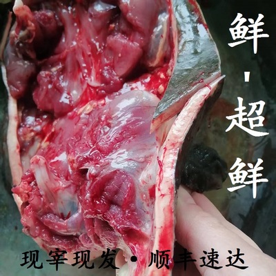 新鲜老甲鱼现杀现发生态鳖