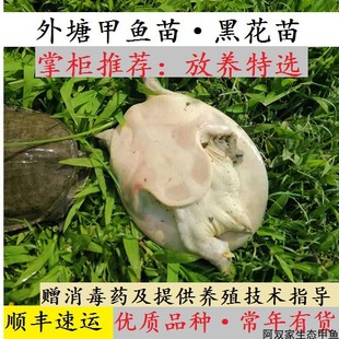 【塘主特供】精挑黑花甲鱼苗中华鳖小甲鱼童子鳖包邮包活