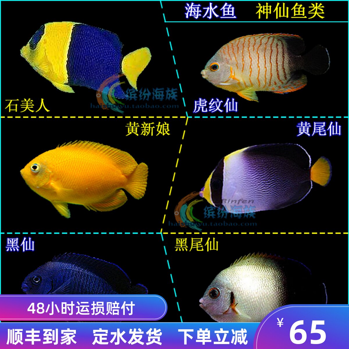 热卖活体海水鱼石美人虎纹仙黄新娘黄尾仙黑尾仙活体篮圈神仙鱼