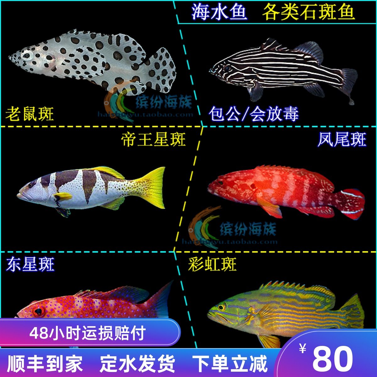 热卖活体海水鱼老鼠斑包公帝王星斑凤尾斑东星斑彩虹斑斗鱼活体