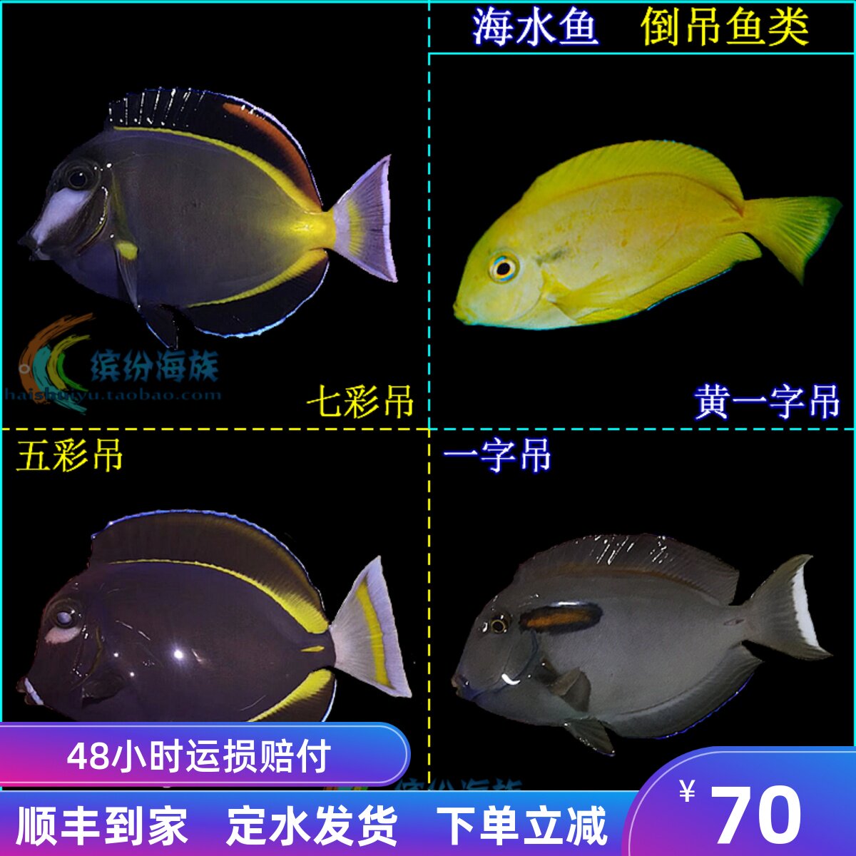热卖活体海水鱼七彩吊黄一字吊五彩吊黑花吊活体蓝吊粉蓝吊黄魔鱼