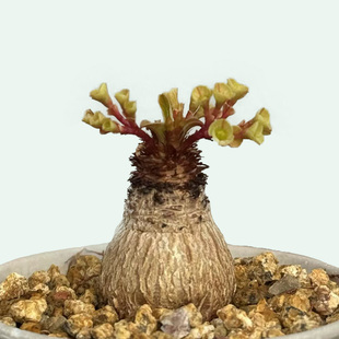 城南别院象鼻大戟一物一拍块根多肉植物