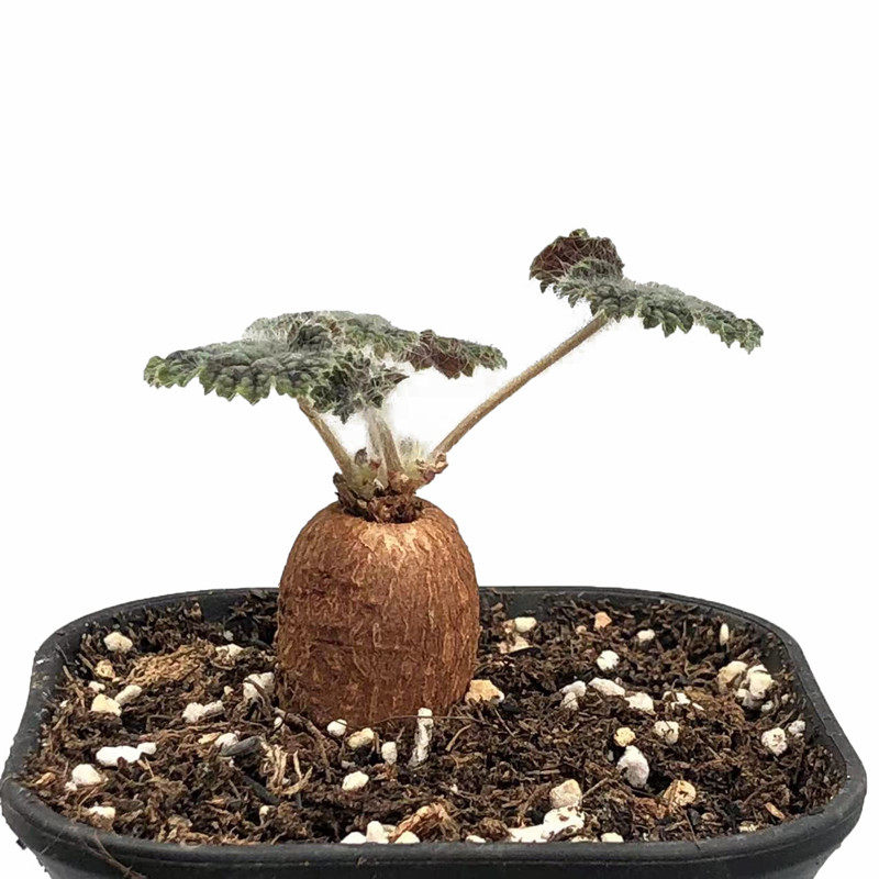 圆叶洋葵 Pelargonium 实生块根植物 多肉植物