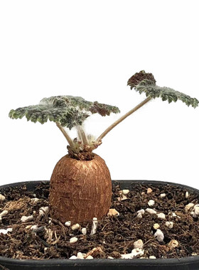 圆叶洋葵 Pelargonium 实生块根植物 多肉植物