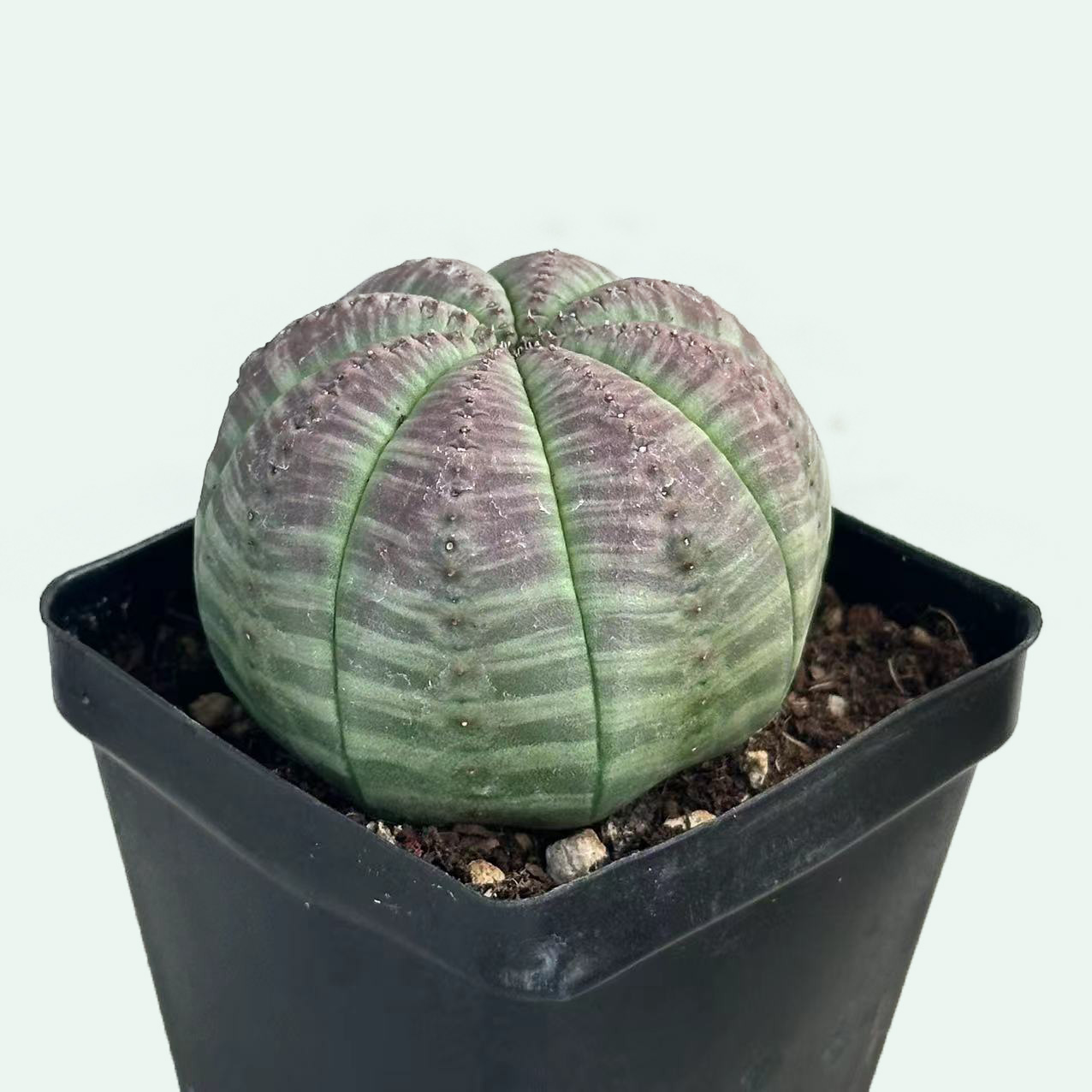 城南别院 欧系布纹球 实生 大戟科一物一拍块根多肉植物实拍