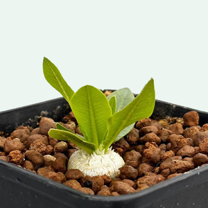 城南别院黄花惠比须笑实物一物一拍块根多肉植物夹竹桃科