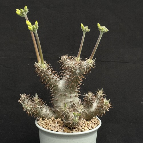 城南别院西巴女王一物一拍块根多肉植物