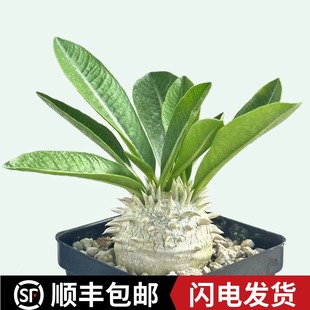 城南别院惠比大黑 brevicaule 块根多肉植物 densiflorum