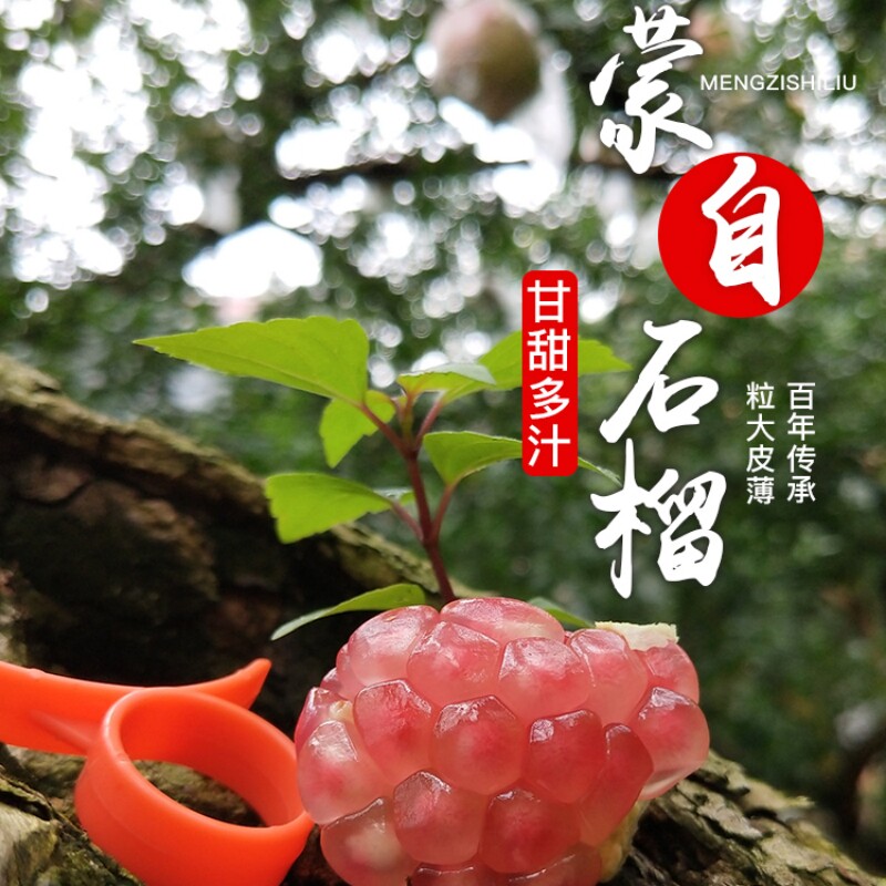 九月猴精选礼盒蒙自甜禄籽石榴