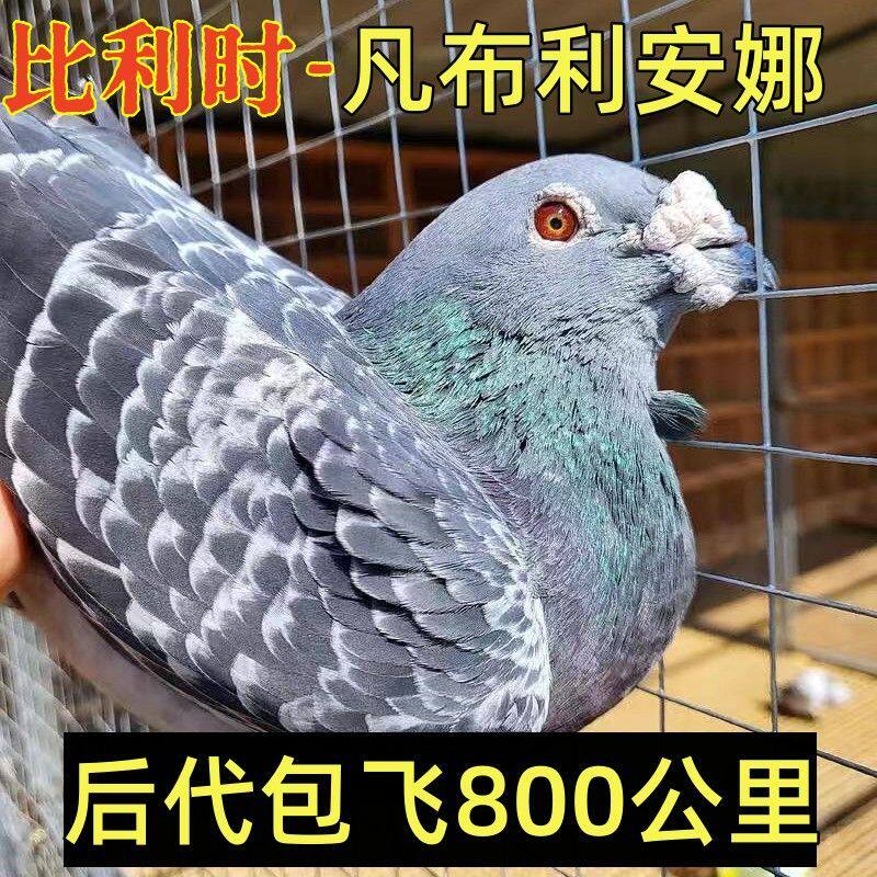 鸽子活一对血统信鸽雨点青年鸽种鸽公母大鼻子信鸽成绩鸽公棚正宗