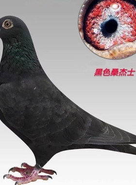 鸽子活体一对信鸽成绩鸽后代血统鸽超远程种鸽幼鸽詹森红狐桑杰士