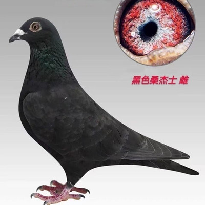 信鸽活体詹森成绩鸽公棚赛鸽