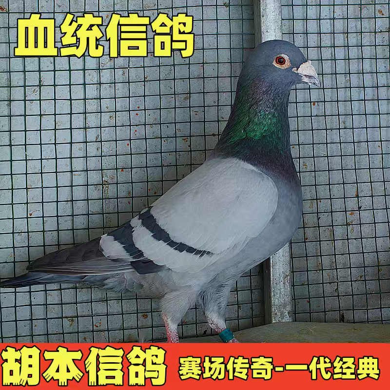 鸽子活血统鸽成绩鸽信鸽赛鸽鸽子小鸽幼鸽活体原配种鸽