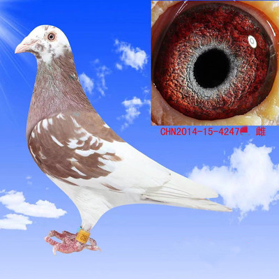 运输包活包繁殖包健康包公母