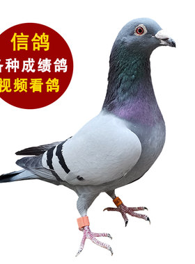 精品赛鸽信鸽种鸽青年成绩血统鸽