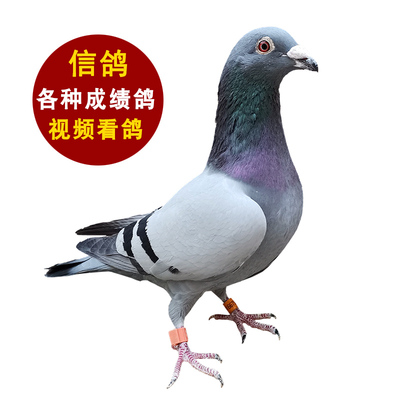精品赛鸽信鸽种鸽青年成绩血统鸽