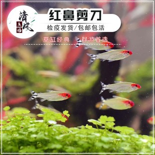 红鼻剪刀鱼活体热带观赏鱼淡水群游鱼红鼻子新手灯科鱼小型鱼包活